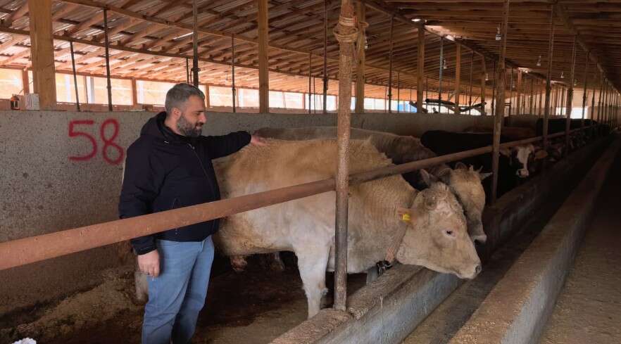 Adı Paşa, fiyatı yarım milyon! Kurbanlık boğa bu yılın gözdesi 5